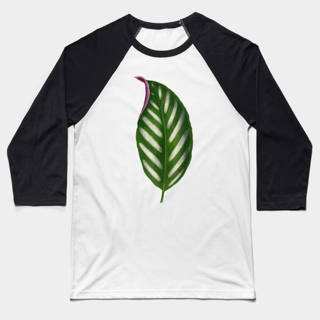 Maranta Porteana Leaf Illustration Isolated Baseball T-Shirt by mcdonojj